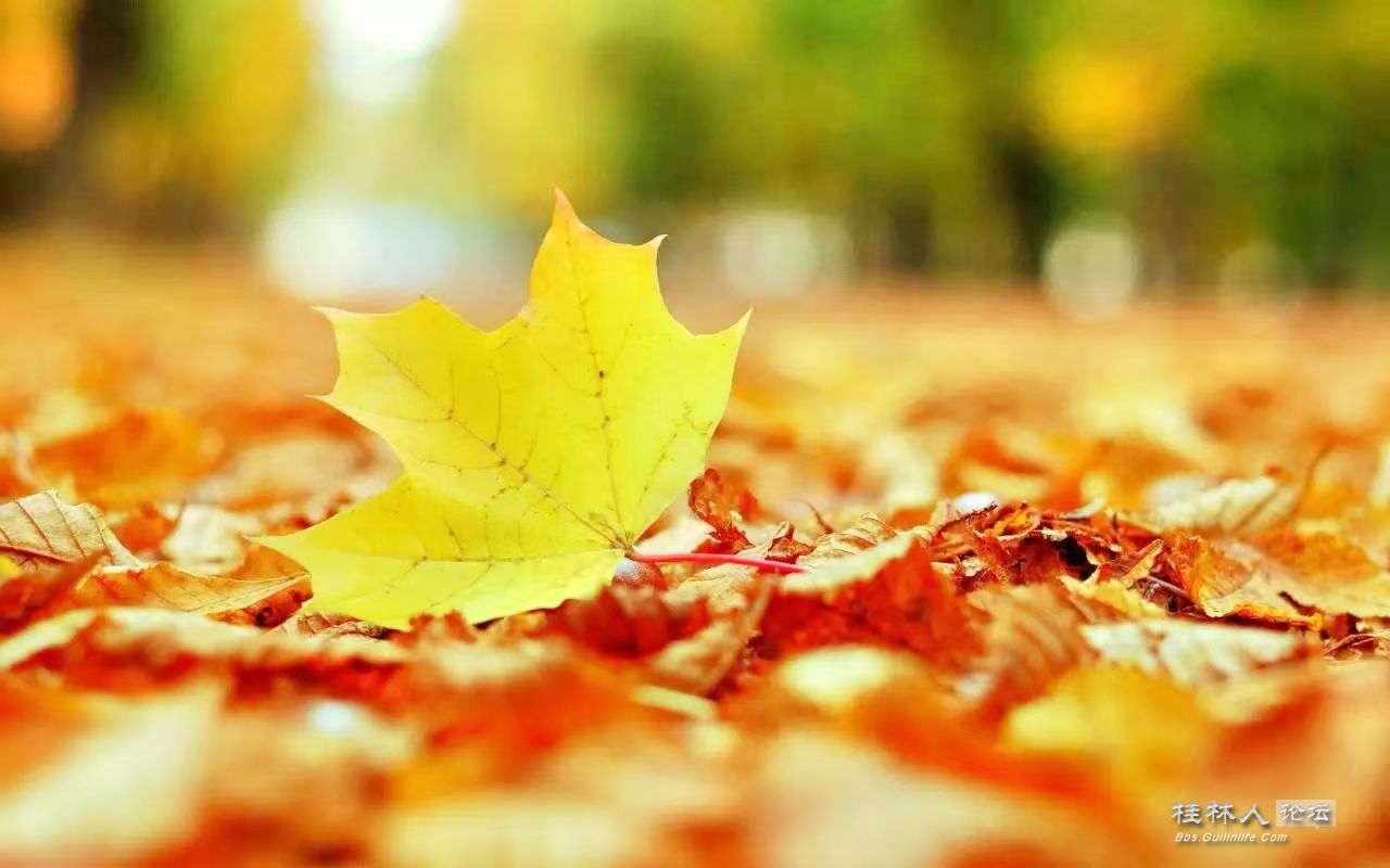 Ҷ Ϲ£˥Ī ͯô󣬶ܿϫ Ҷ֦ࡣ ԶΣ ...
