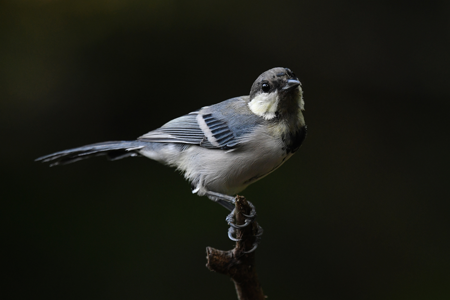 DSC_0866_.jpg