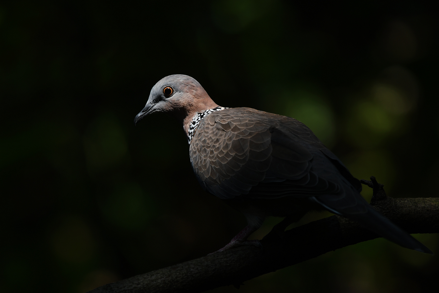 DSC_0938_.jpg