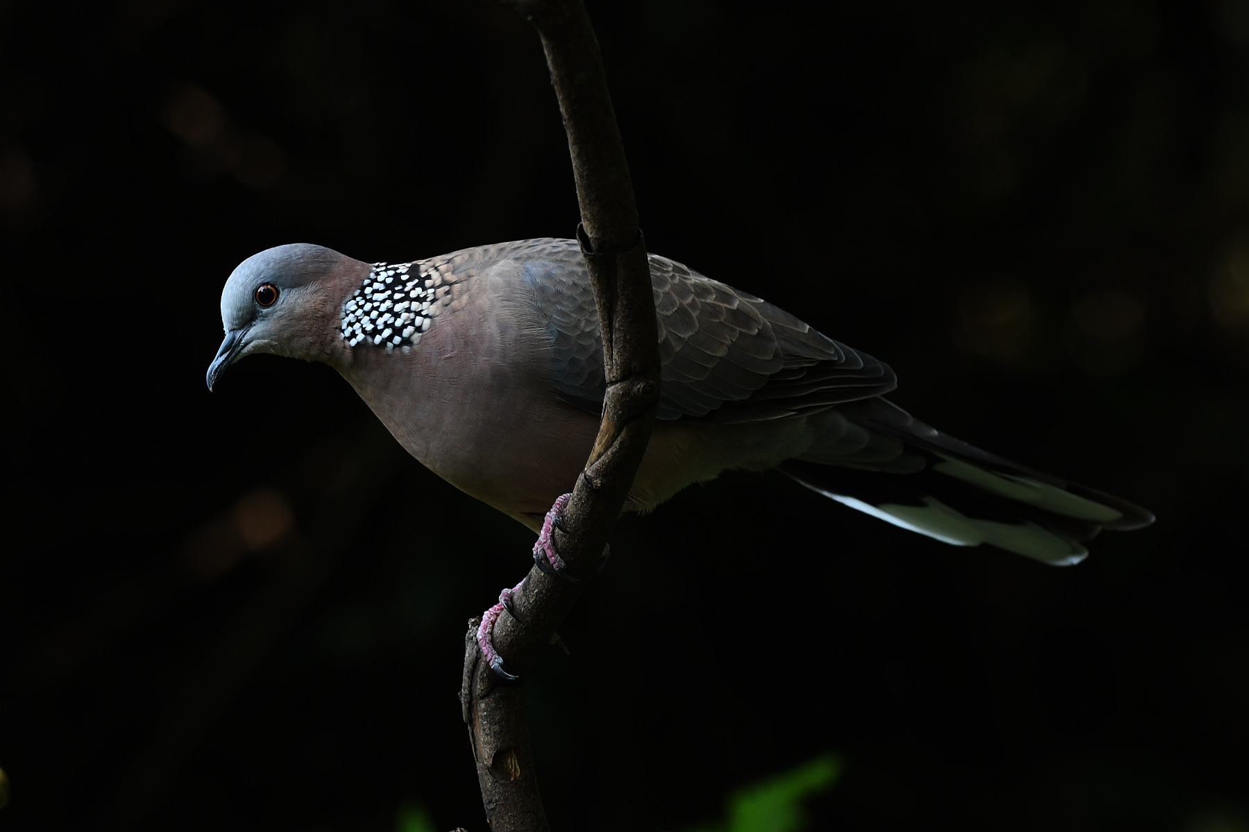 DSC_0942_.jpg