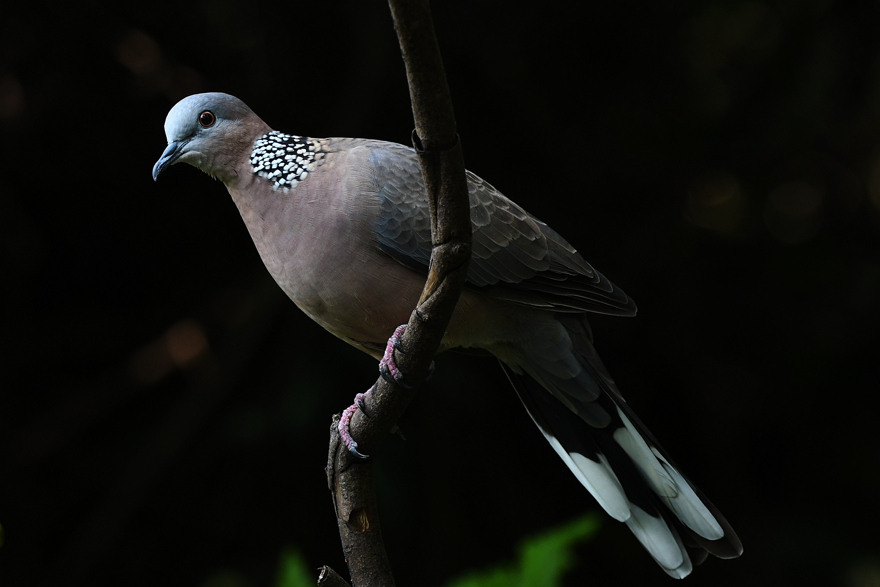 DSC_0944_.jpg
