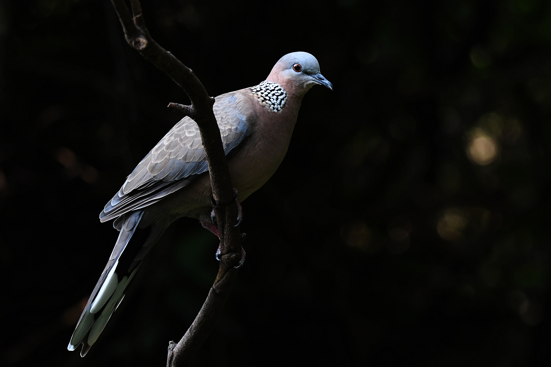 DSC_0945_.jpg