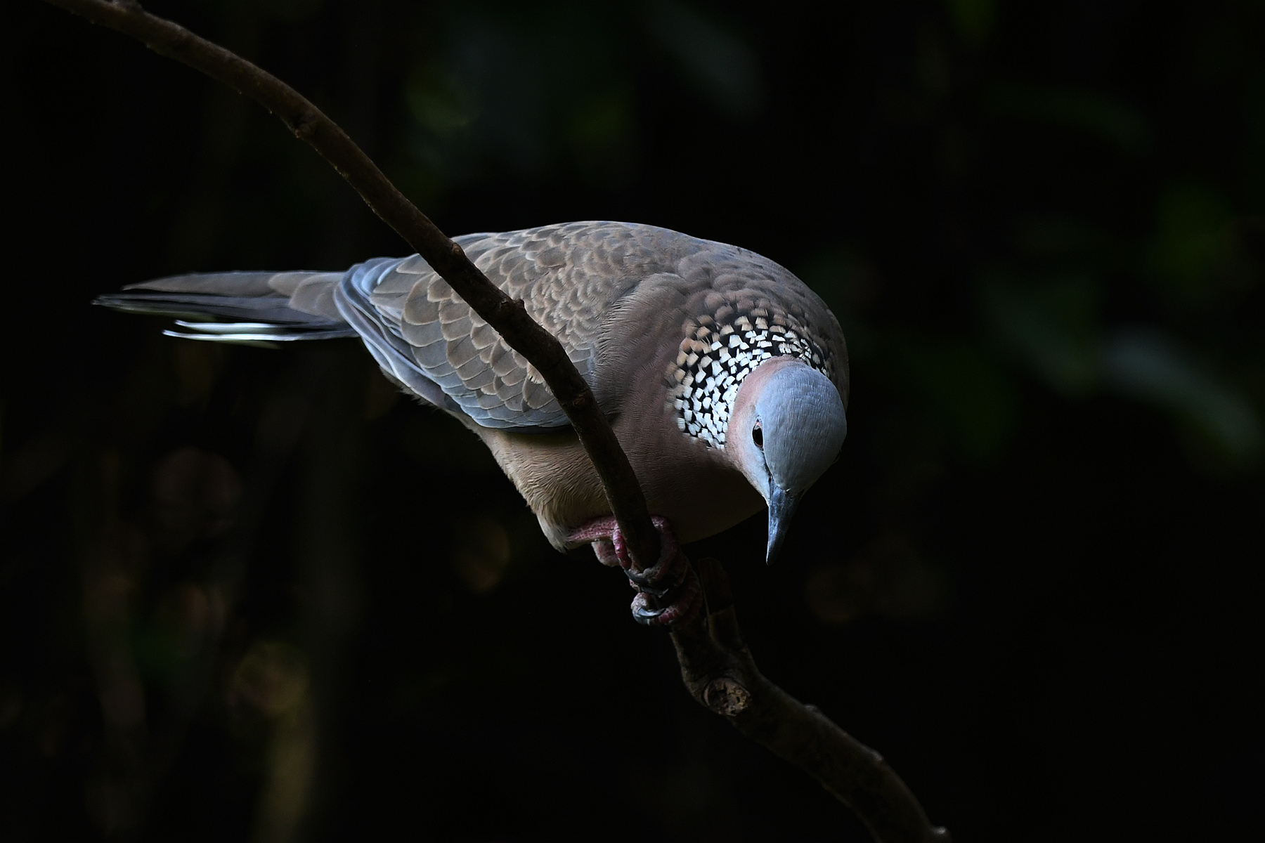 DSC_0952_.jpg