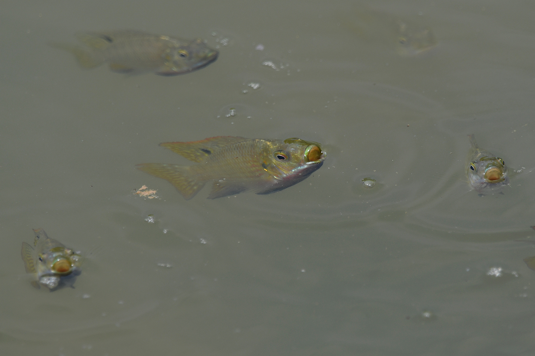 DSC_1230_.jpg