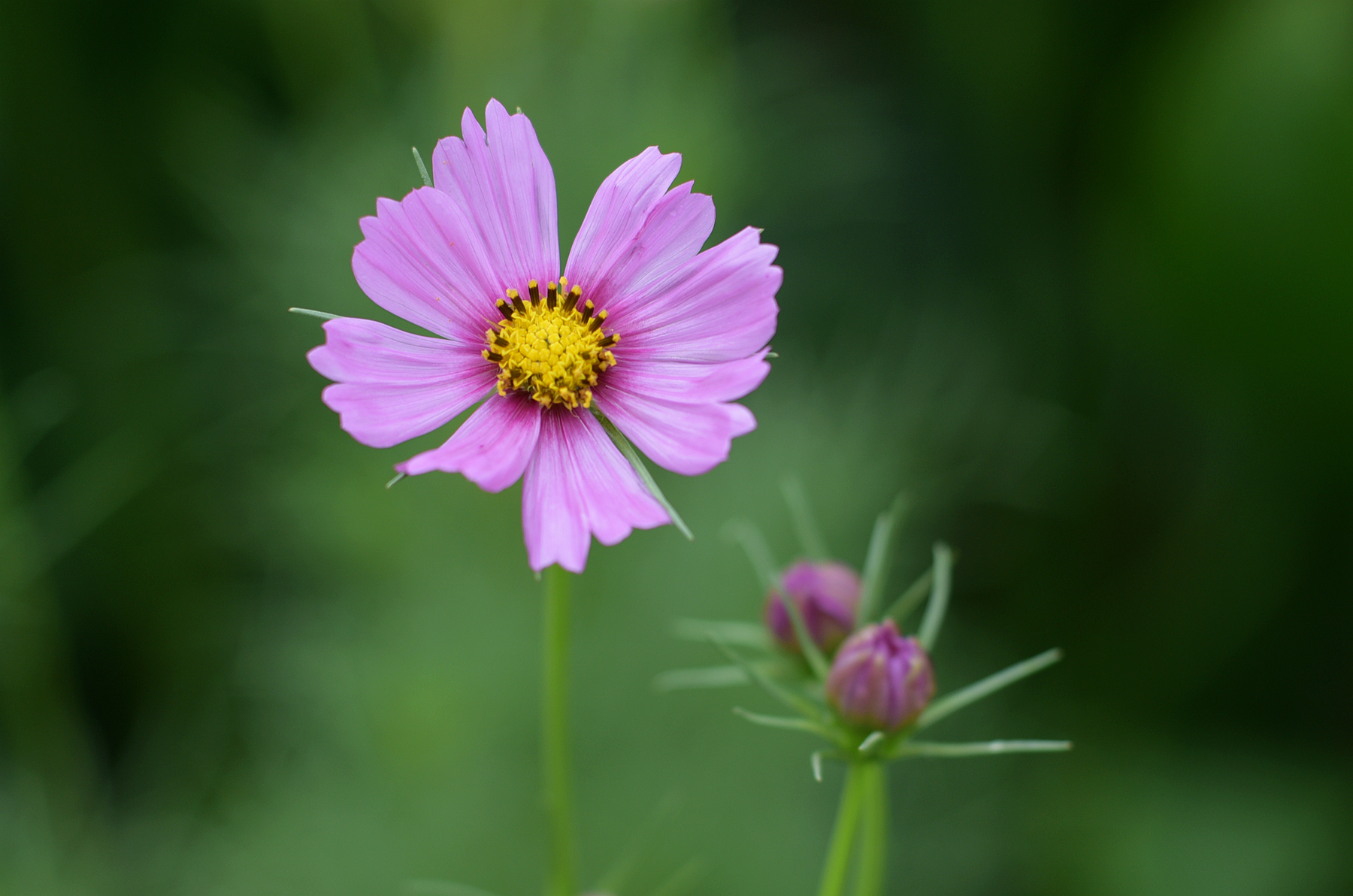 DSC_0606_.jpg