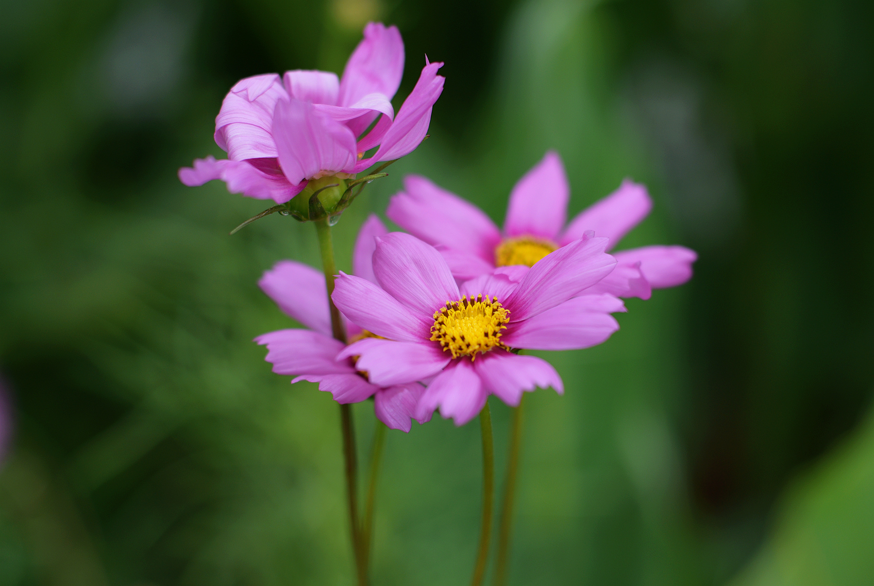 DSC_0613_.jpg