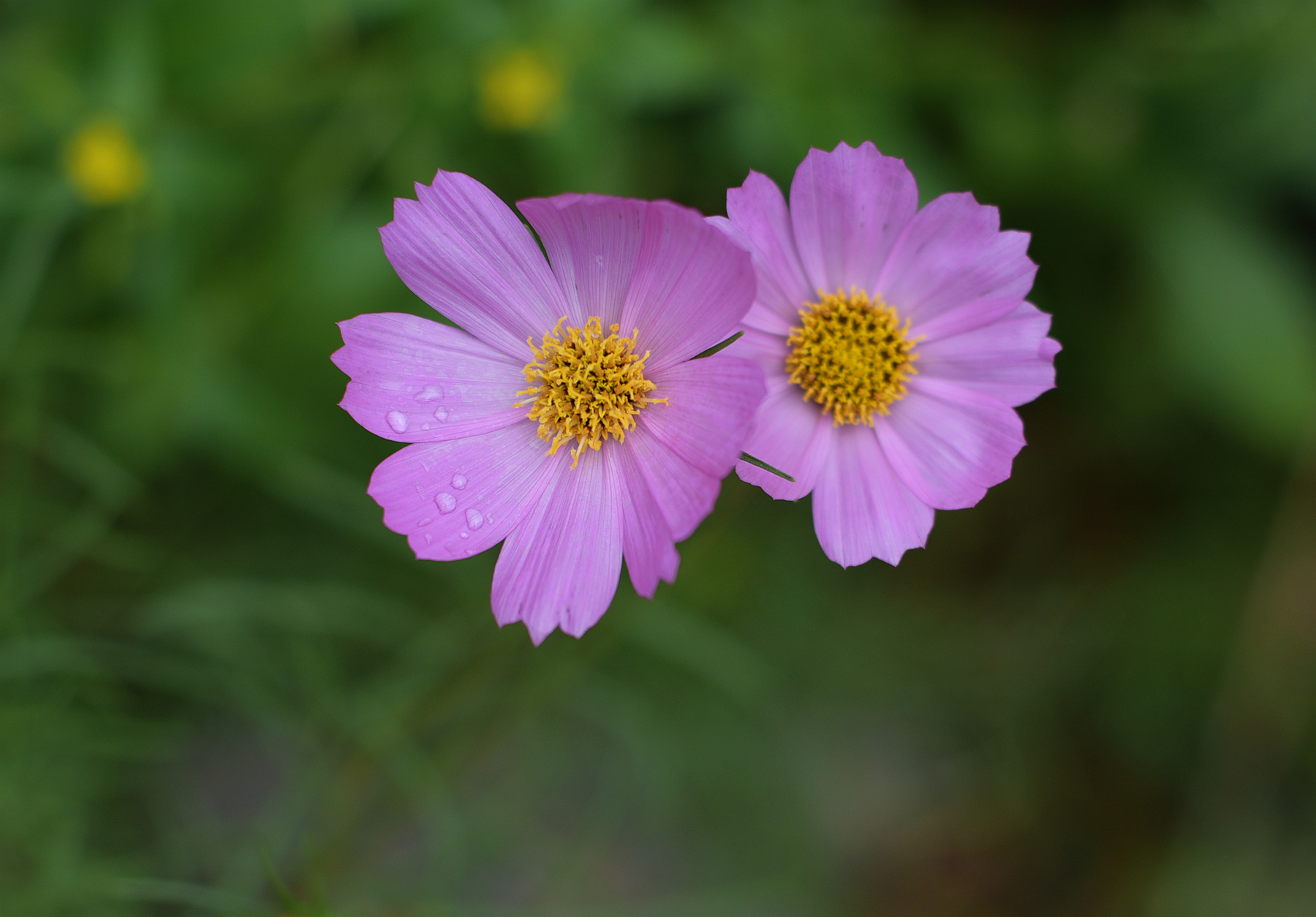 DSC_0617_.jpg