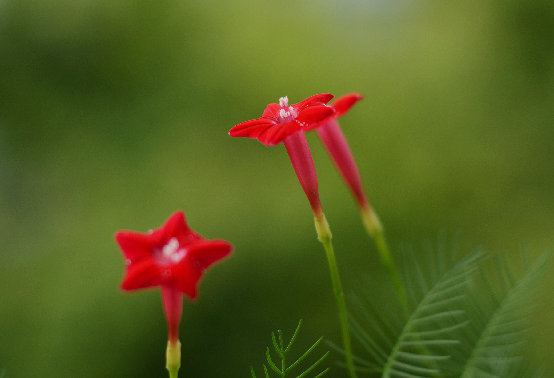 DSC_3756_.jpg