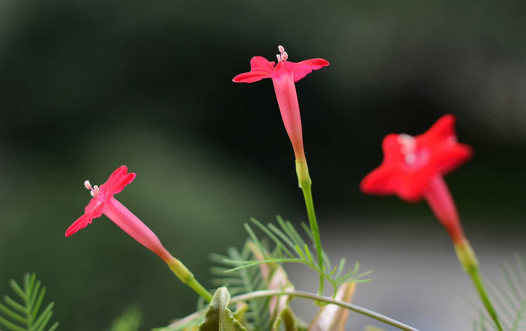 DSC_3763_.jpg