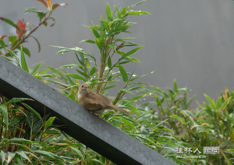 DSC02884.jpg