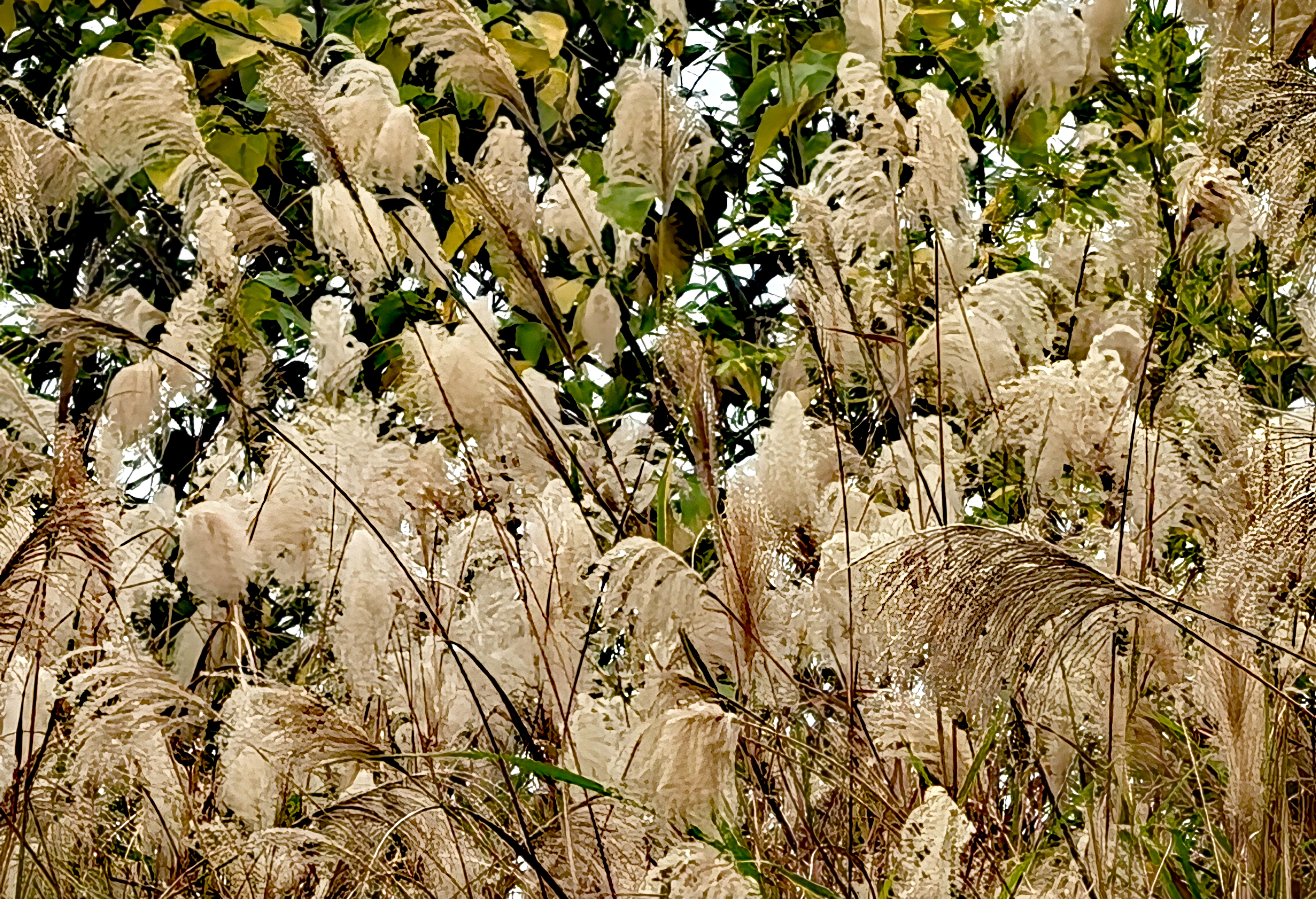 IMG_20241205_163718_edit_203298936674186.jpg