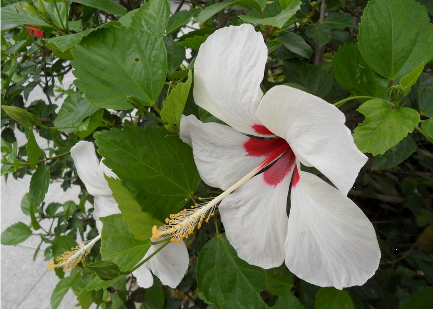 Image_183896363328710.png