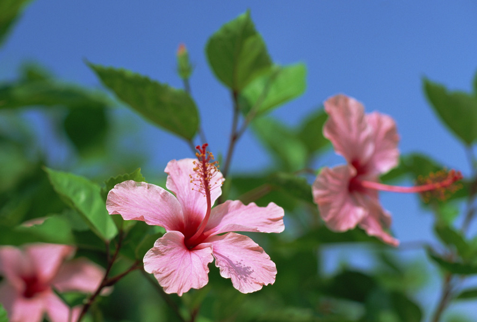 Image_183930015204746.png