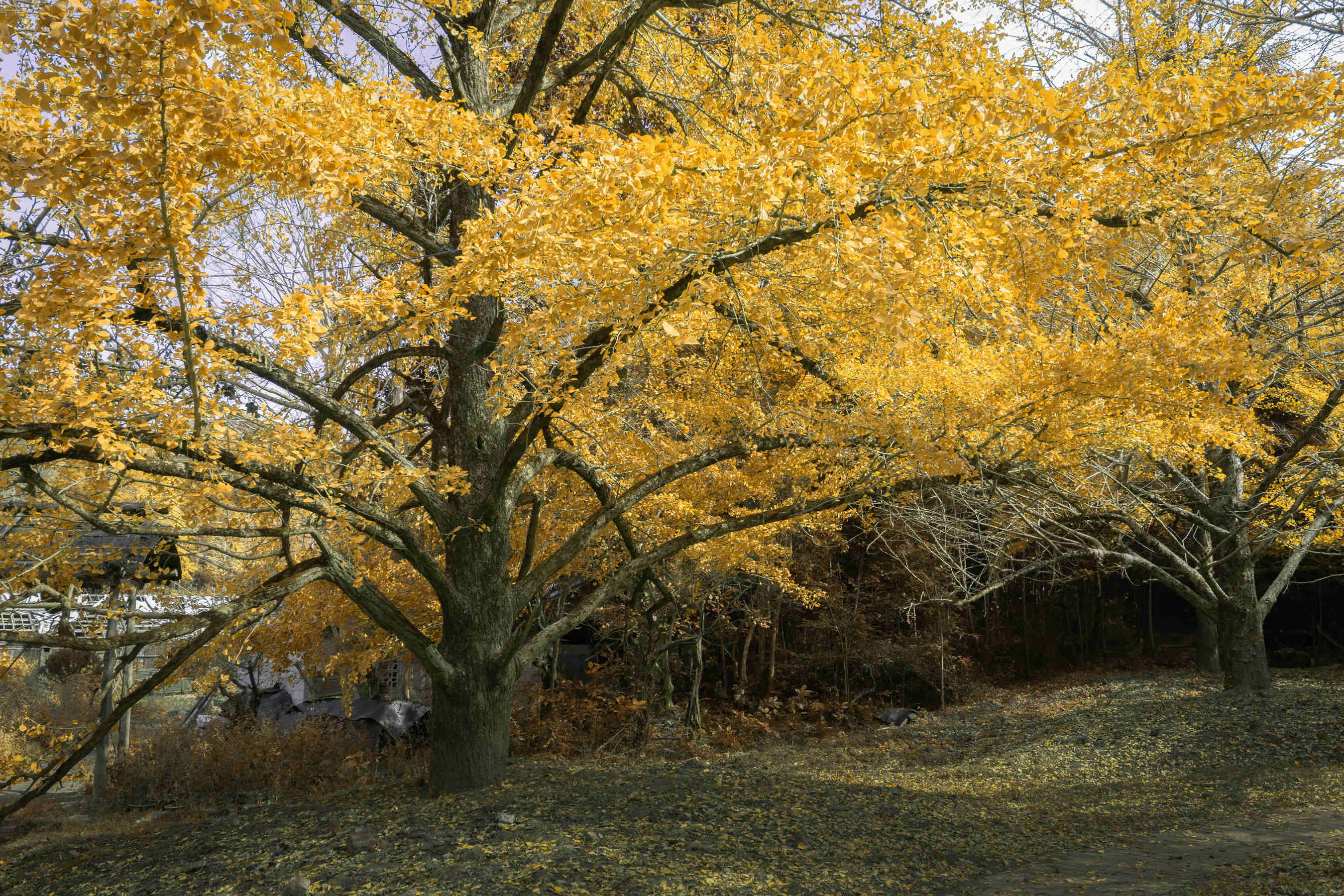 DSC04288-0 - .jpg