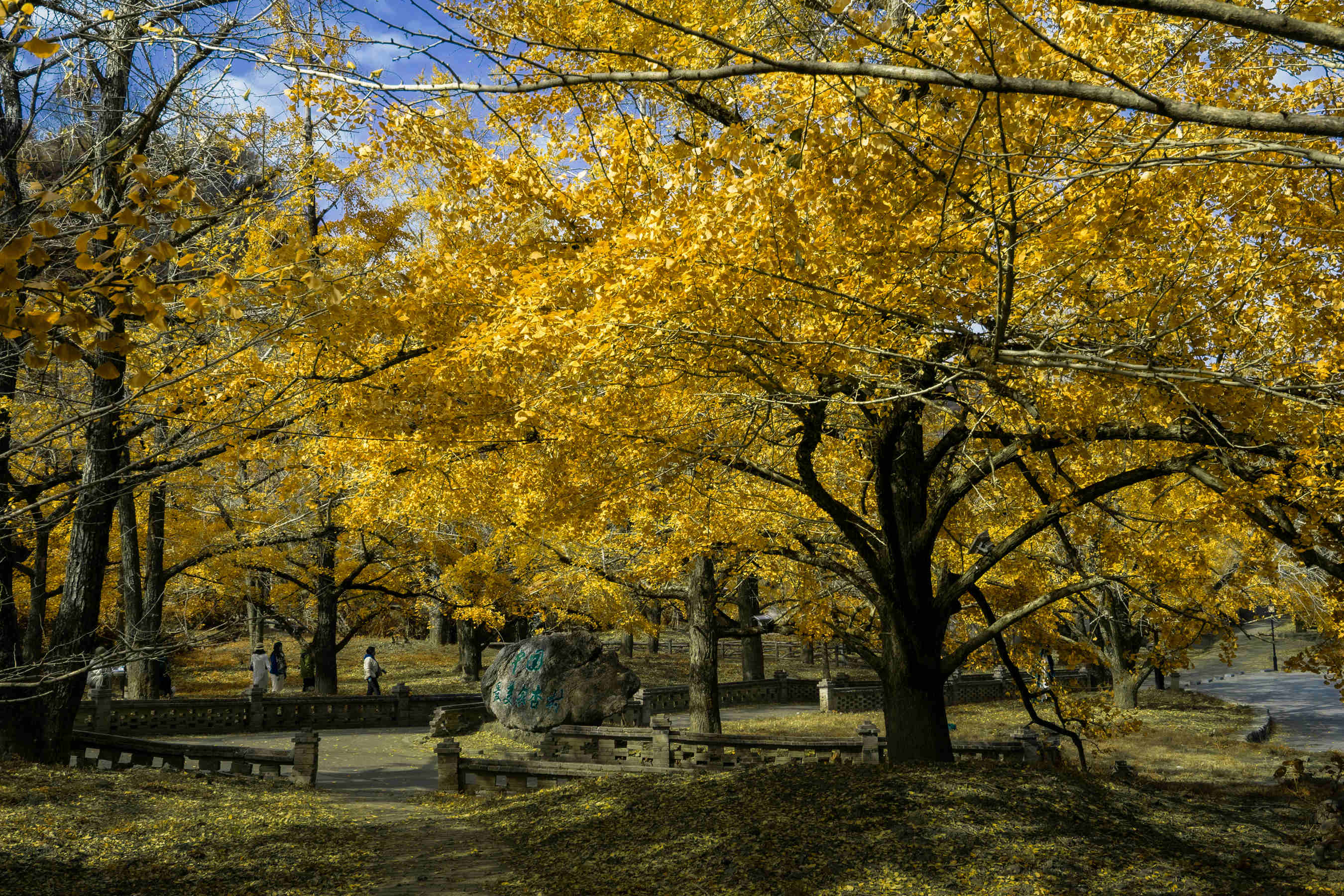 DSC04294-0 - .jpg