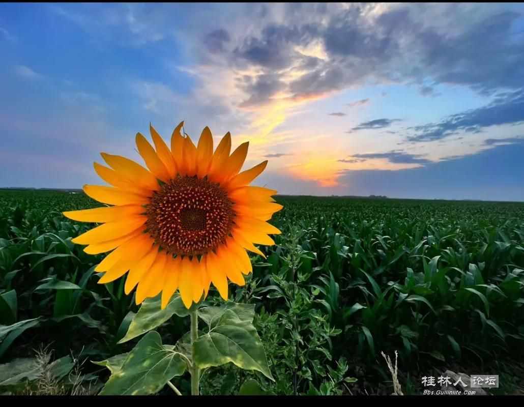 u=3462143309,2250096766&fm=253&app=138&f=JPEG.jpg