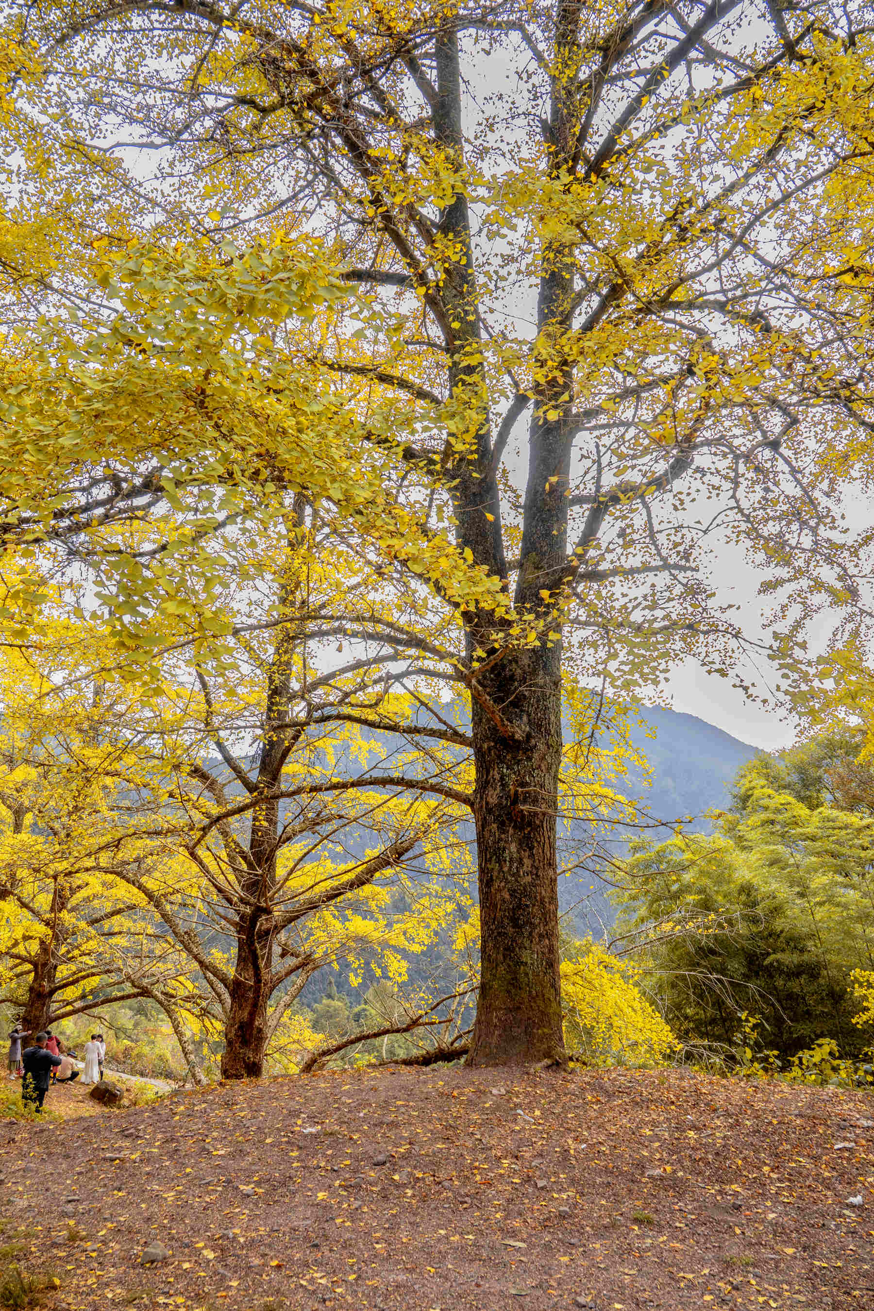 DSC04384-1 - .jpg