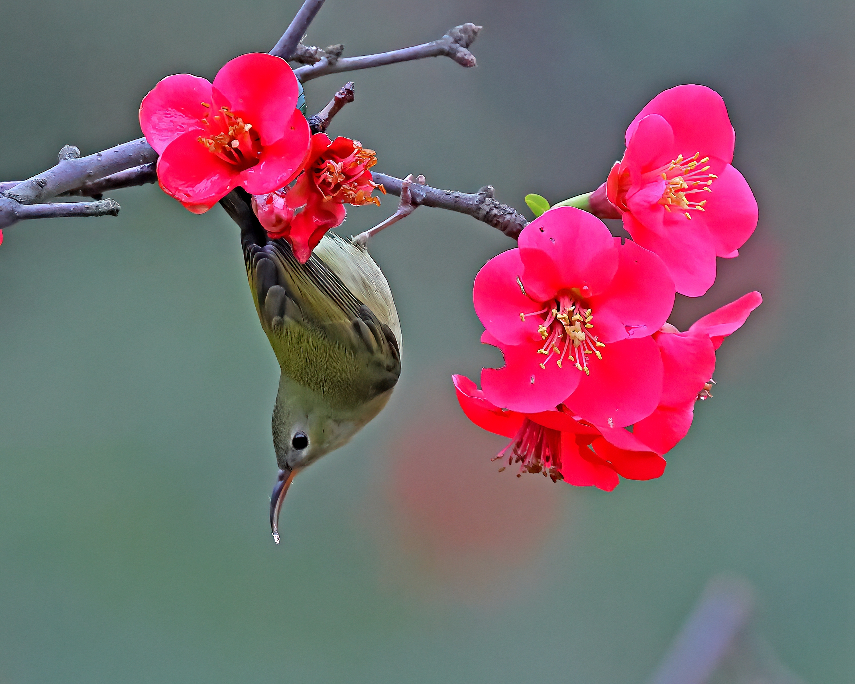 5D2A7631-DeNoiseAI-clear.jpg