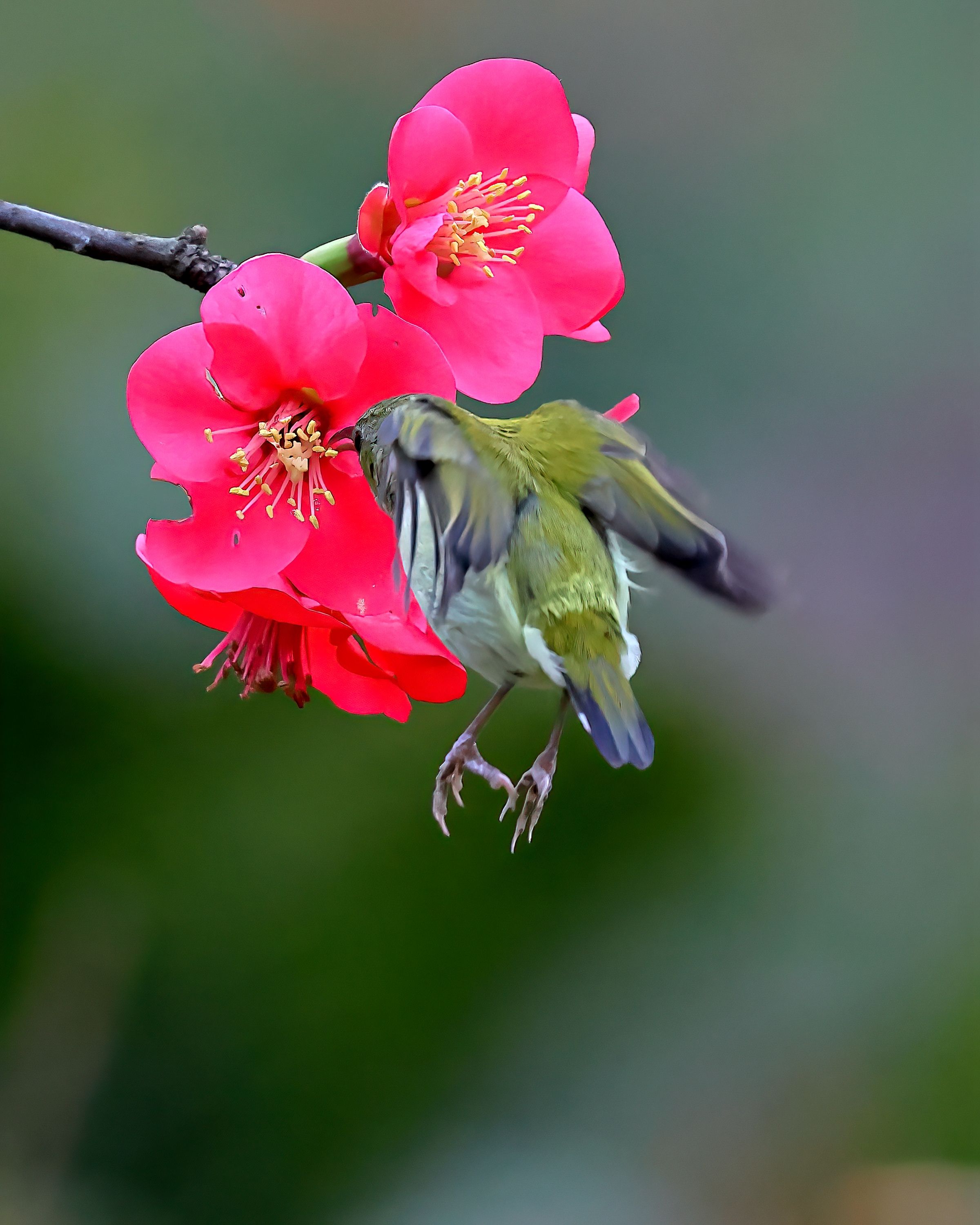 5D2A7698-DeNoiseAI-clear.jpg