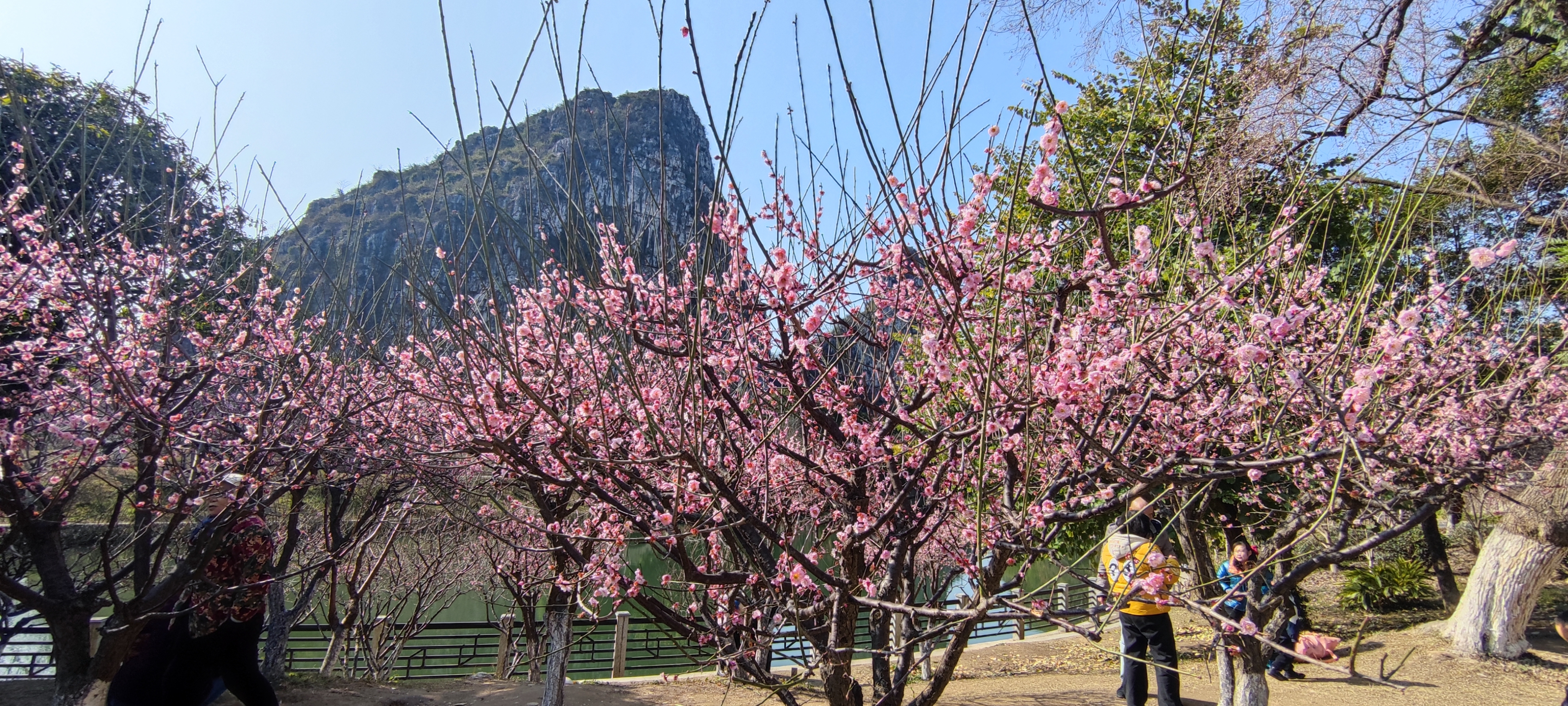 IMG_20250209_103953.jpg