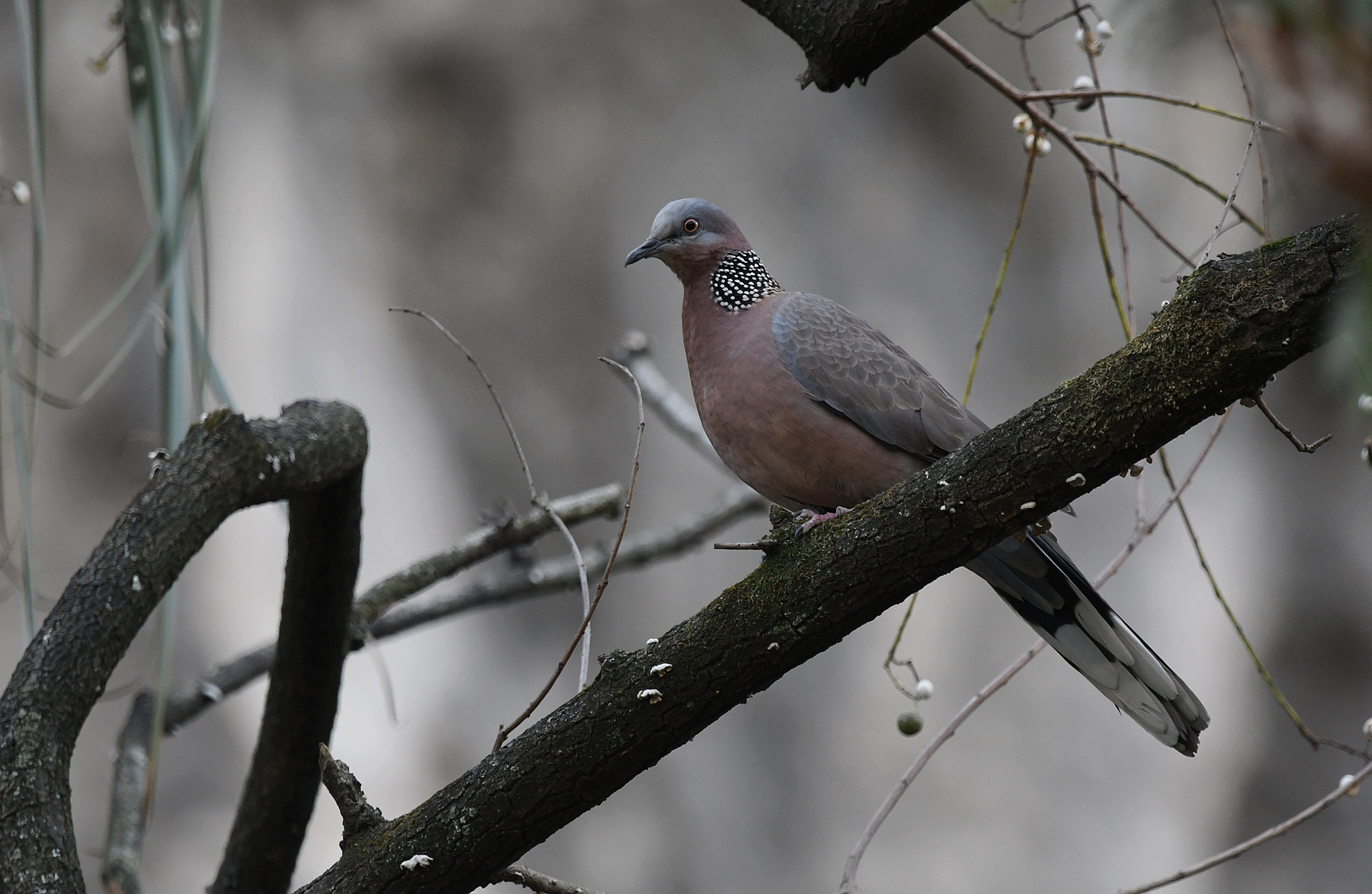 DSC_3503_.jpg