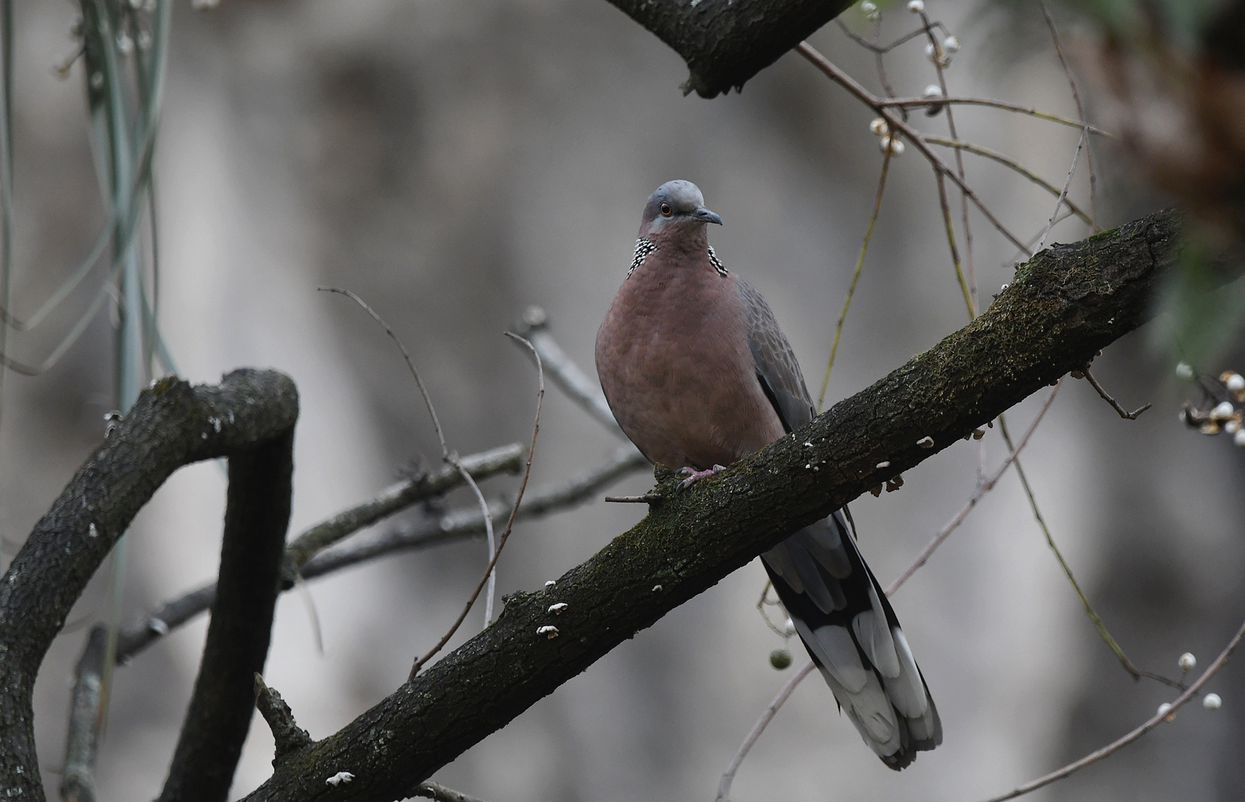 DSC_3509_.jpg