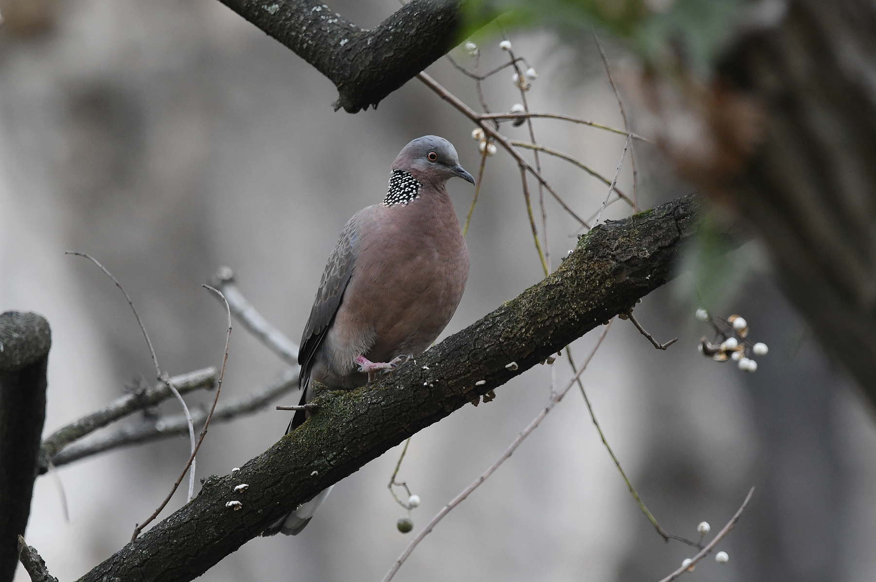DSC_3512_.jpg