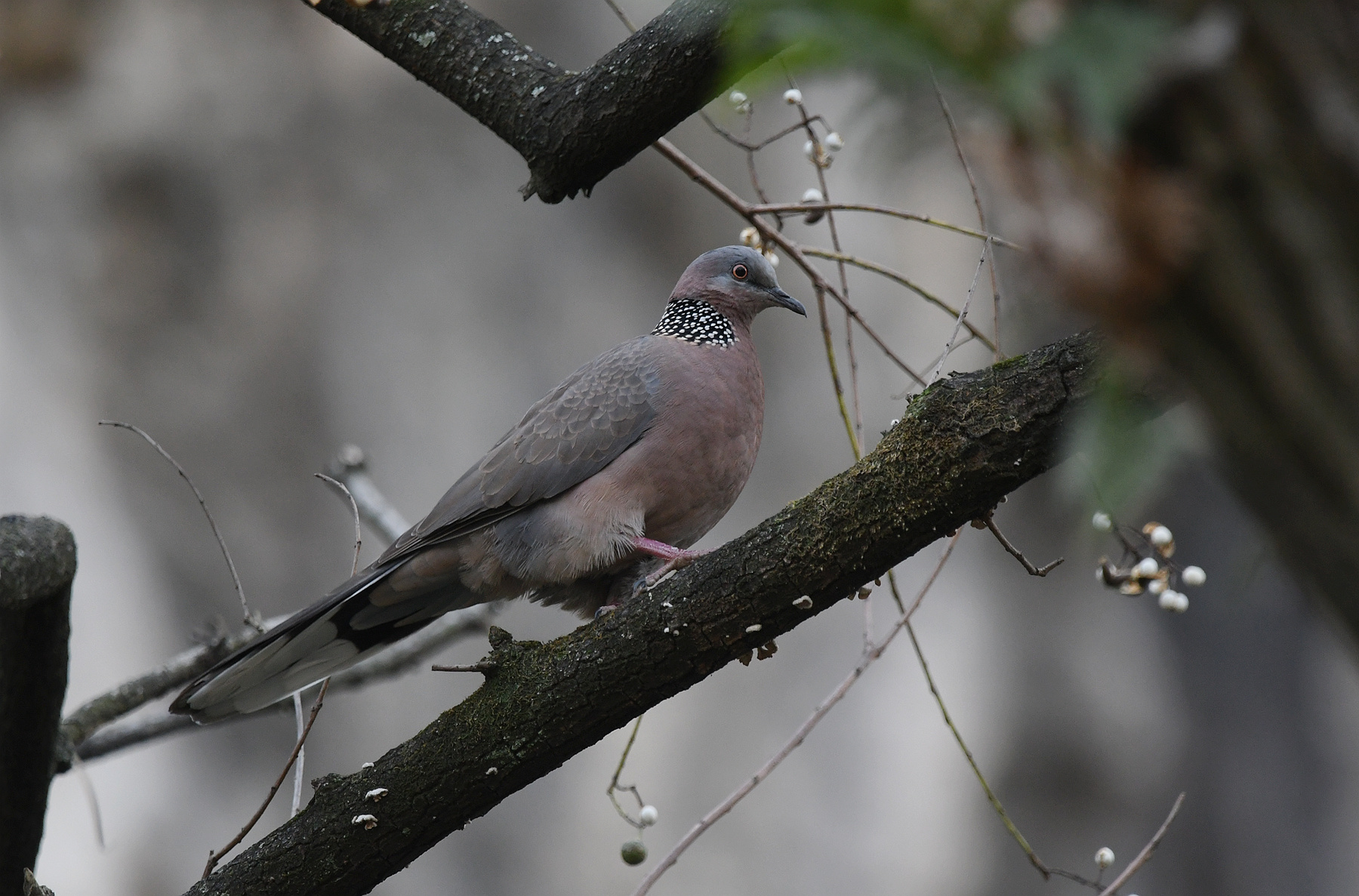 DSC_3516_.jpg