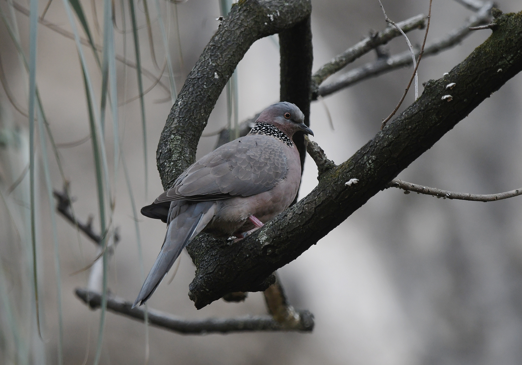 DSC_3523_.jpg