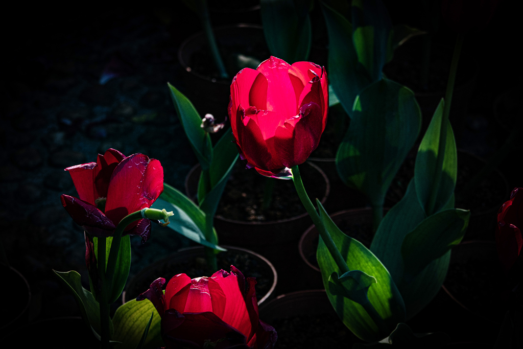 DSC05123-0 - .jpg