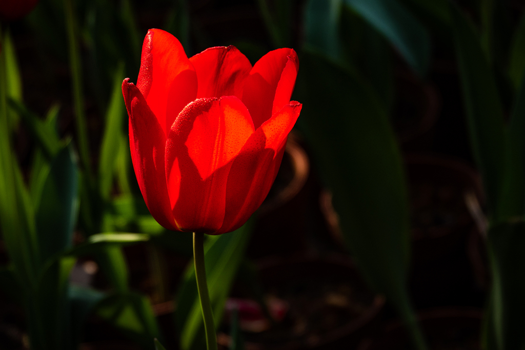 DSC05128-0 - .jpg