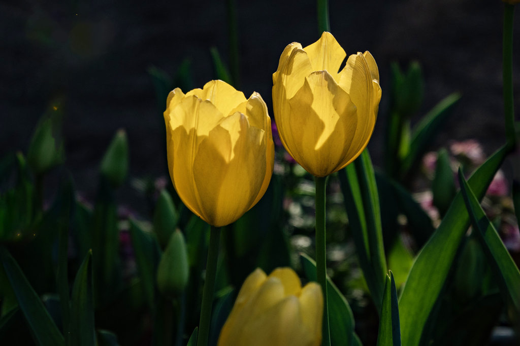 DSC05137-0 - .jpg