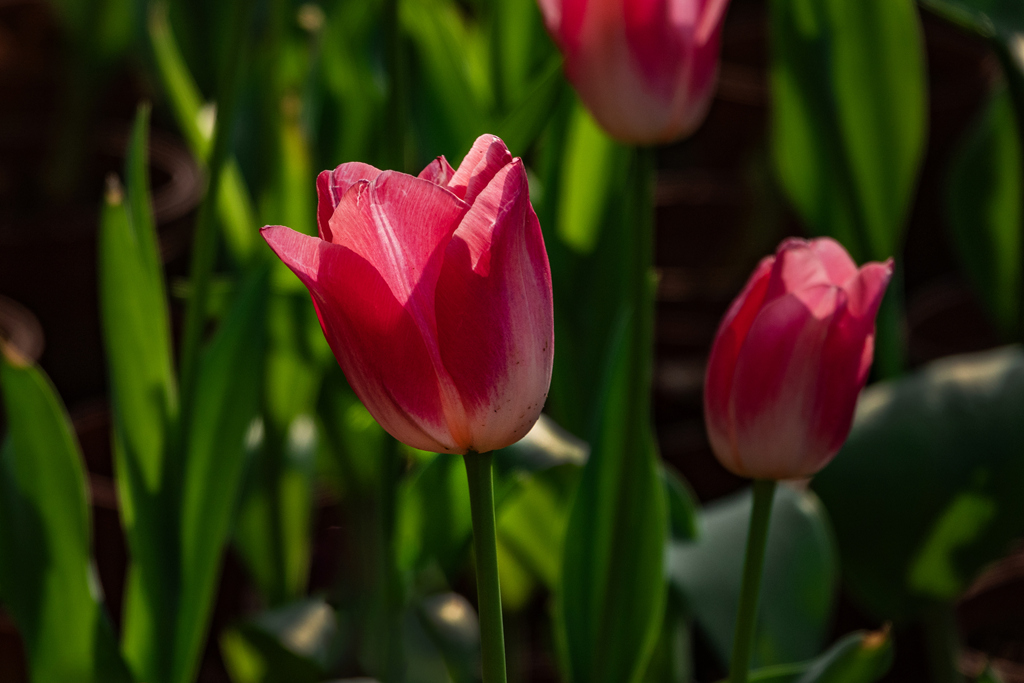 DSC05138-0 - .jpg