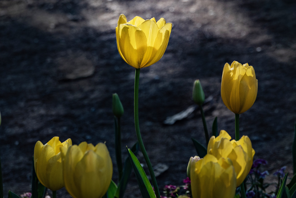 DSC05133-0 - .jpg