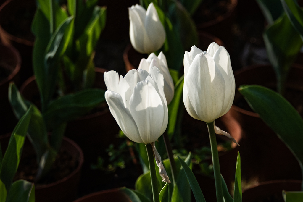 DSC05150-0 - .jpg