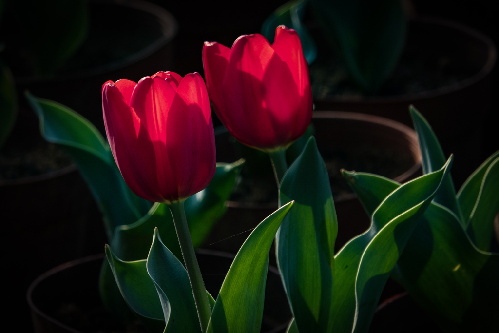 DSC05212-0 - .jpg