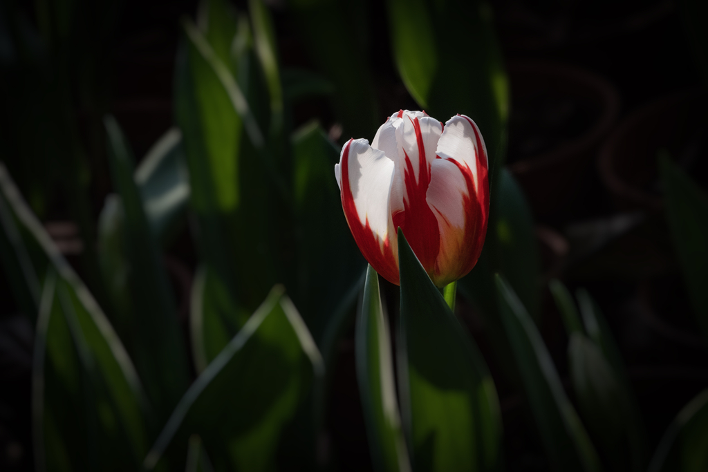 DSC05247-0 - .jpg
