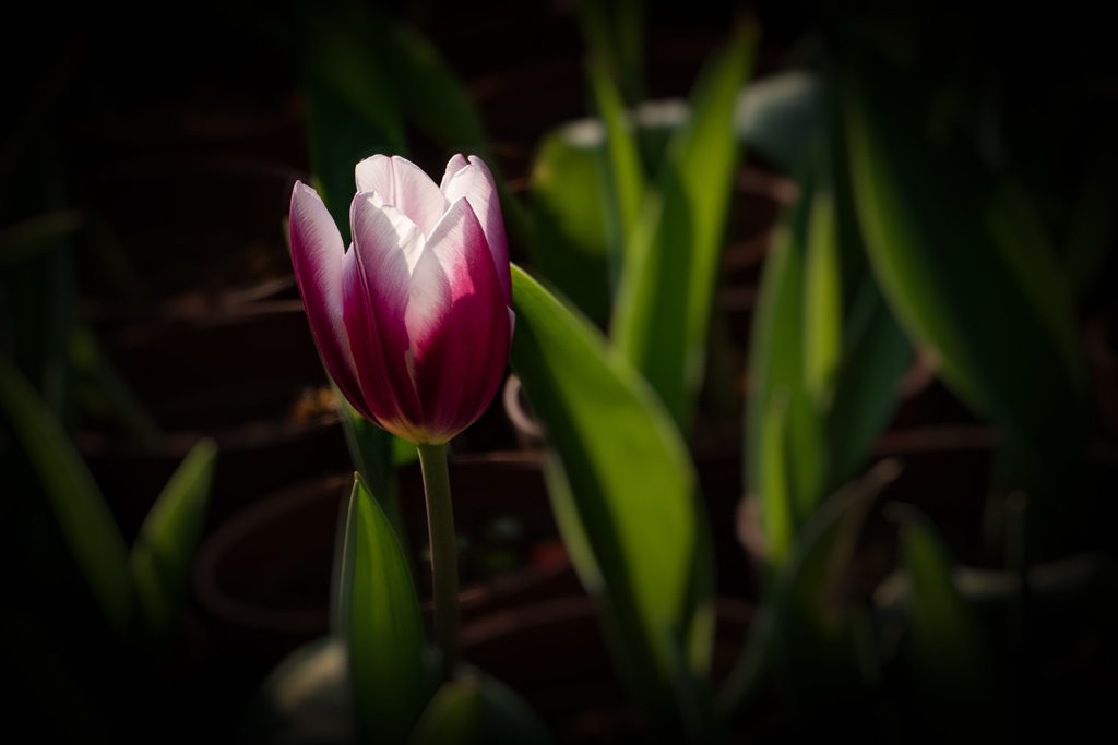 DSC05179-0 - .jpg