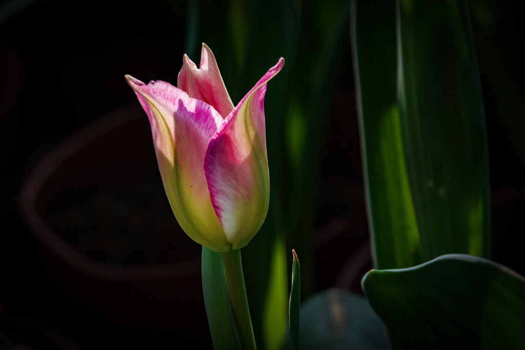 DSC05249-0 - .jpg