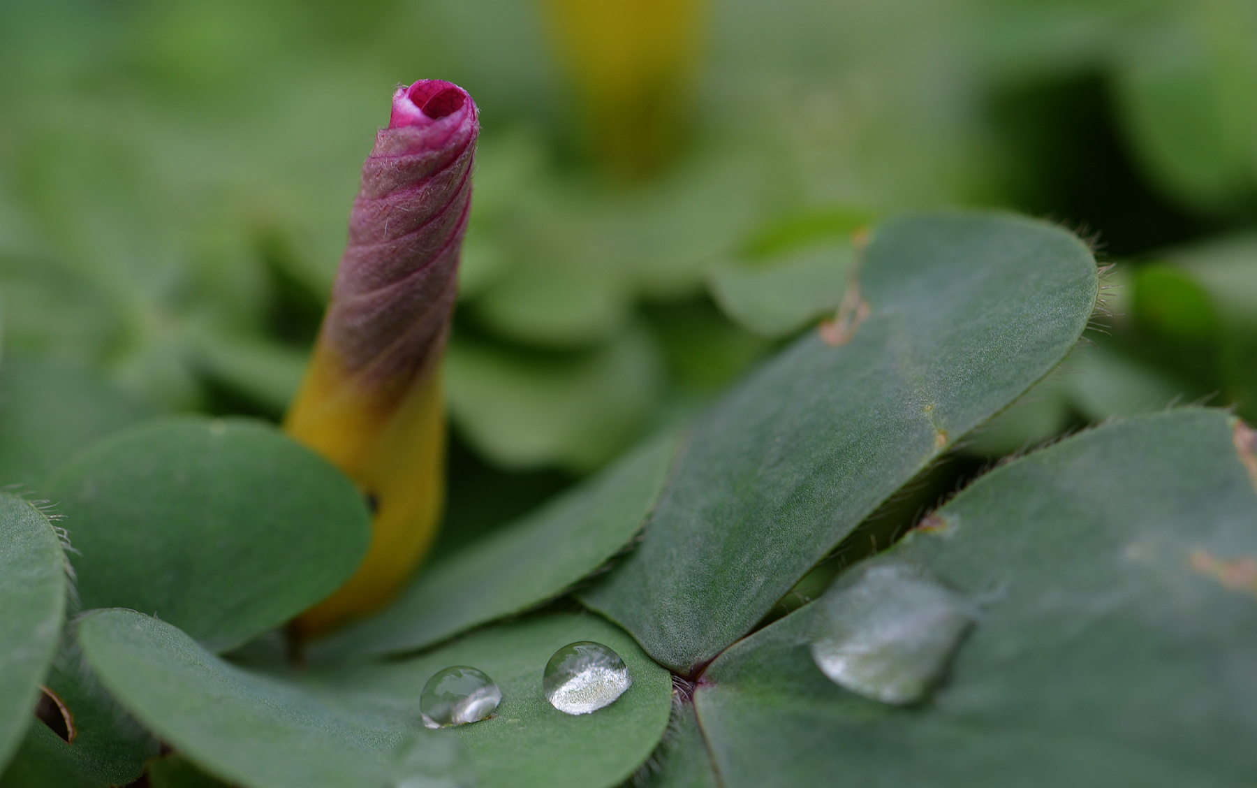 DSC_2812_.jpg