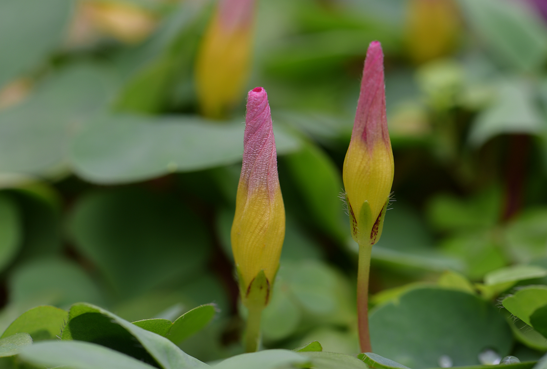 DSC_2839_.jpg