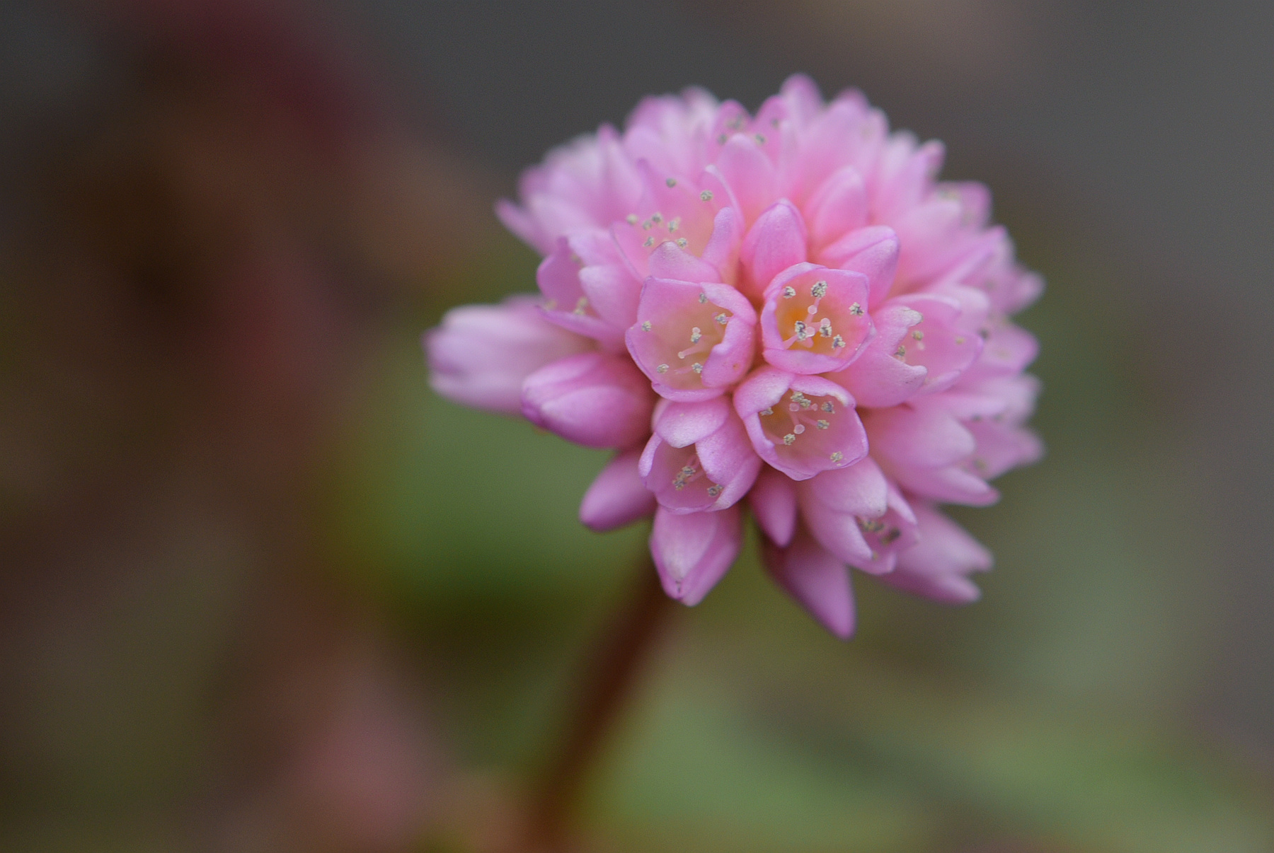 DSC_2848_.jpg