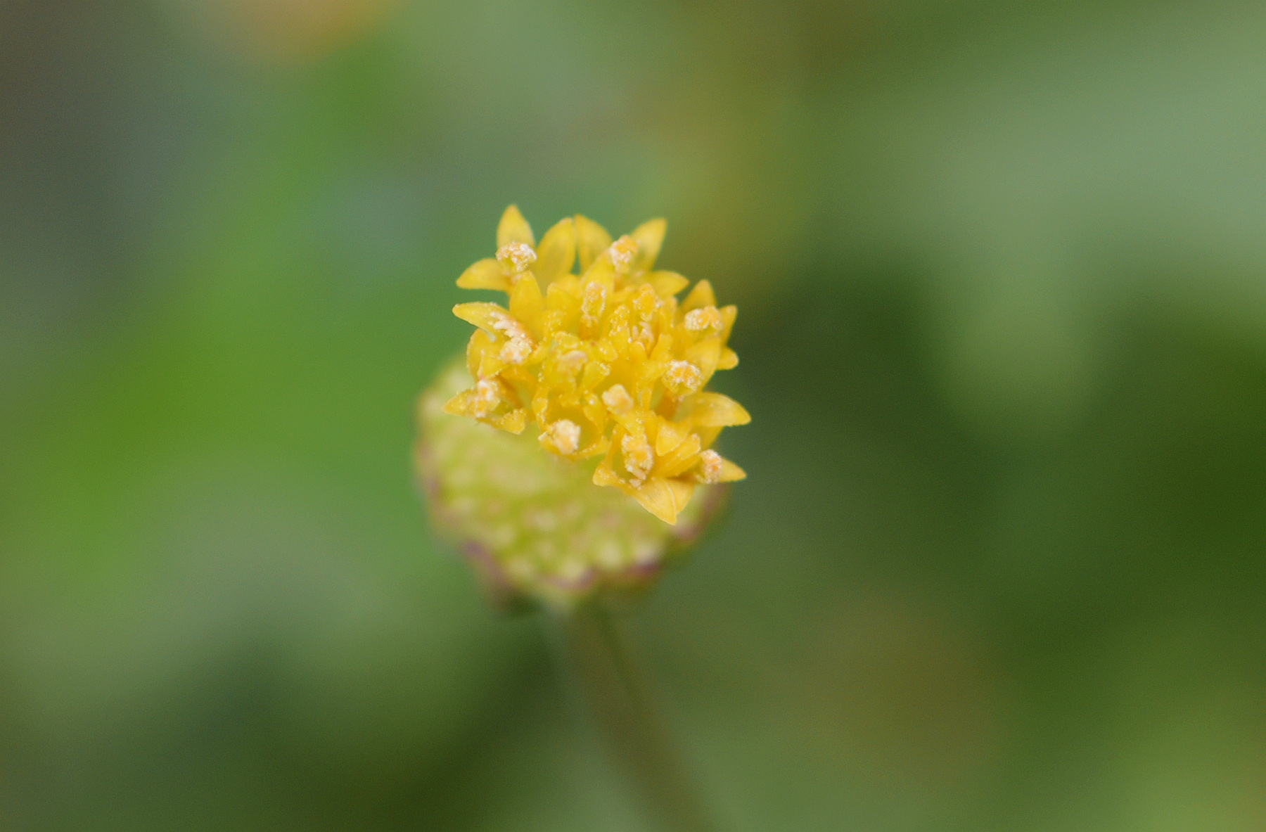DSC_2861_.jpg