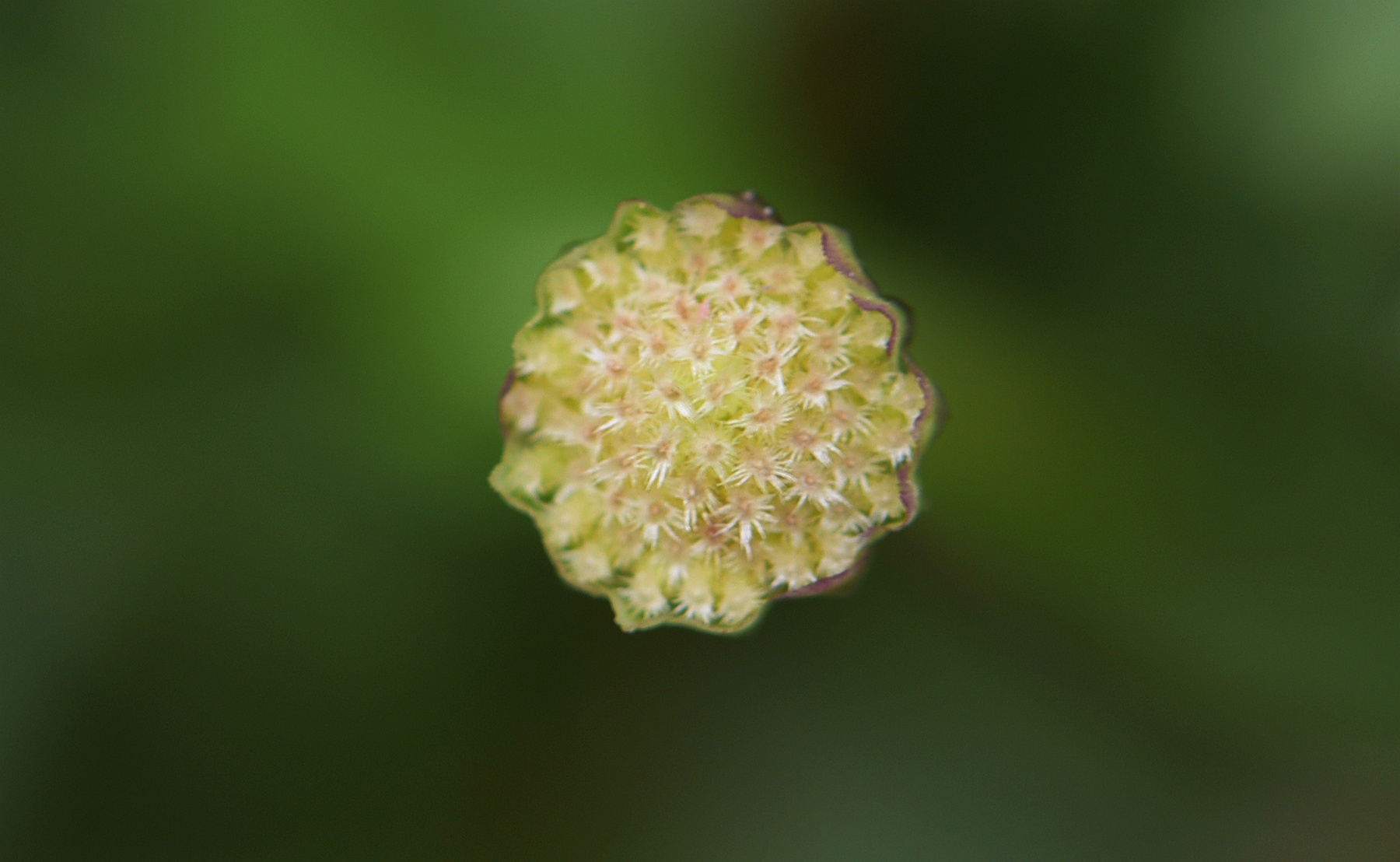 DSC_2867__.jpg