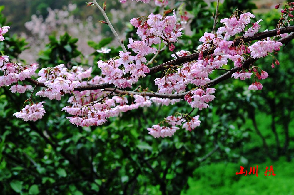 DSC_1839_1.jpg