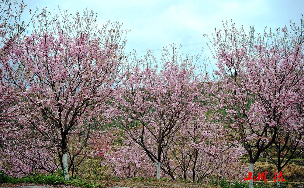 DSC_1850_1.jpg