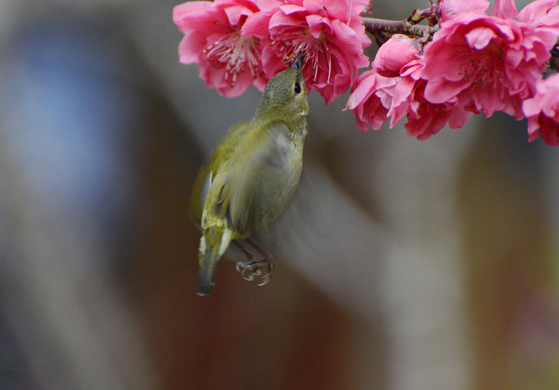DSC_5020_.jpg