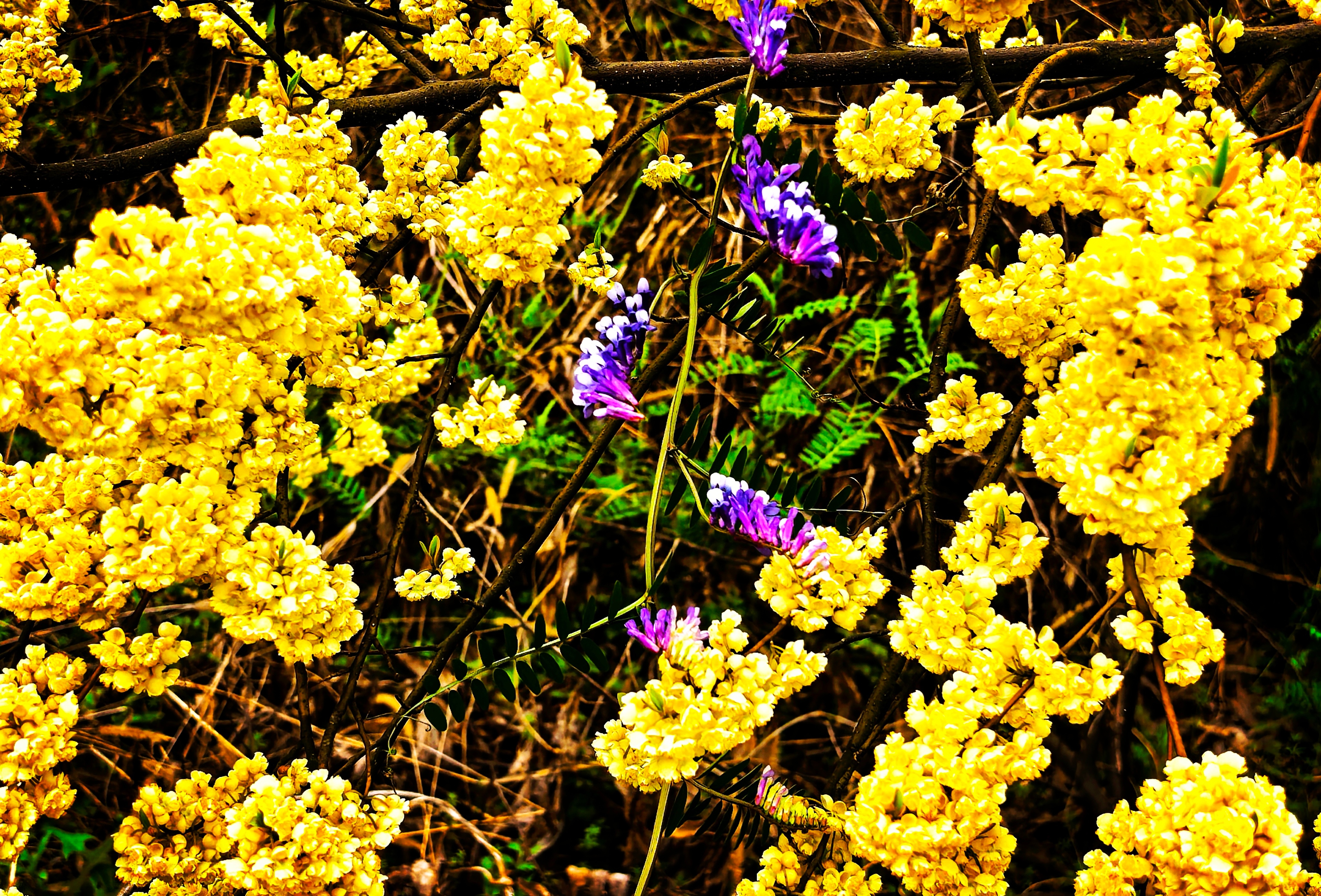 IMG_20250301_120159_edit_45545568346696.jpg