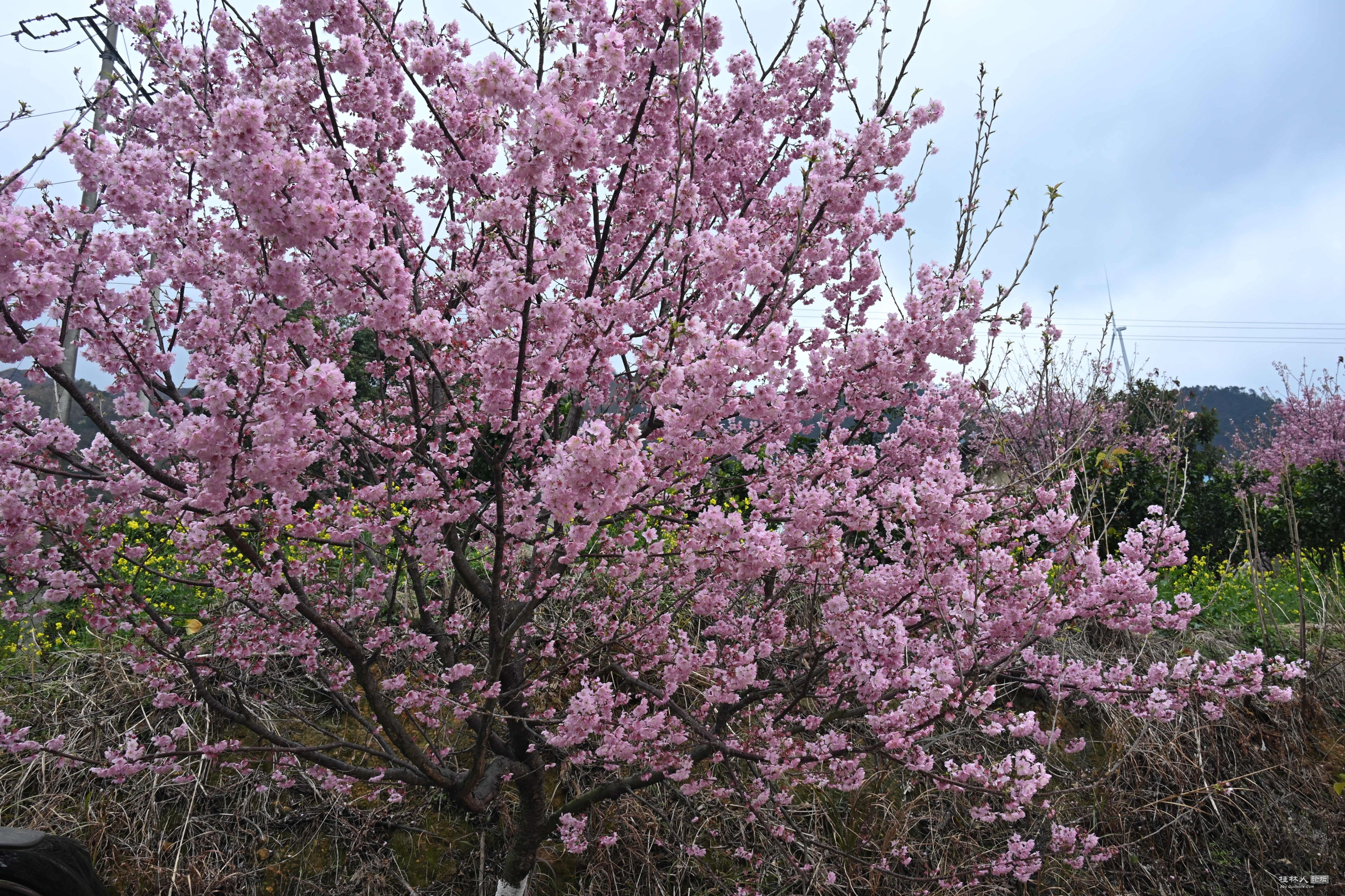 DST_4513_.jpg