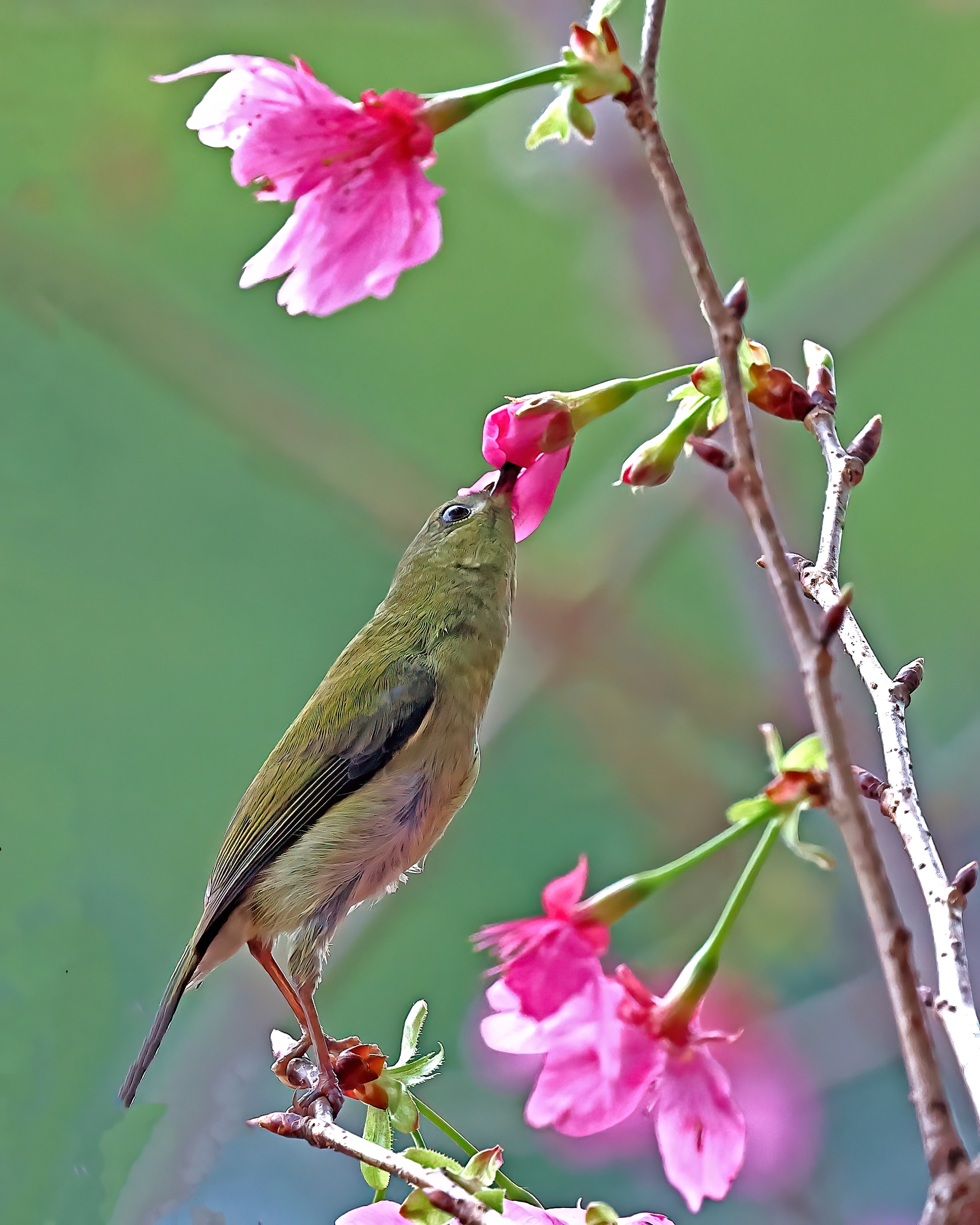 5D2A0243_-DeNoiseAI-clear.jpg
